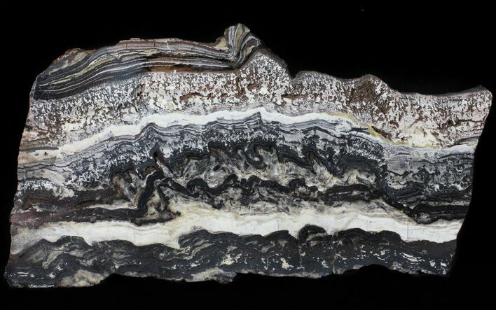 Rare North Pole Dome Stromatolite Slice - Billion Years #50758